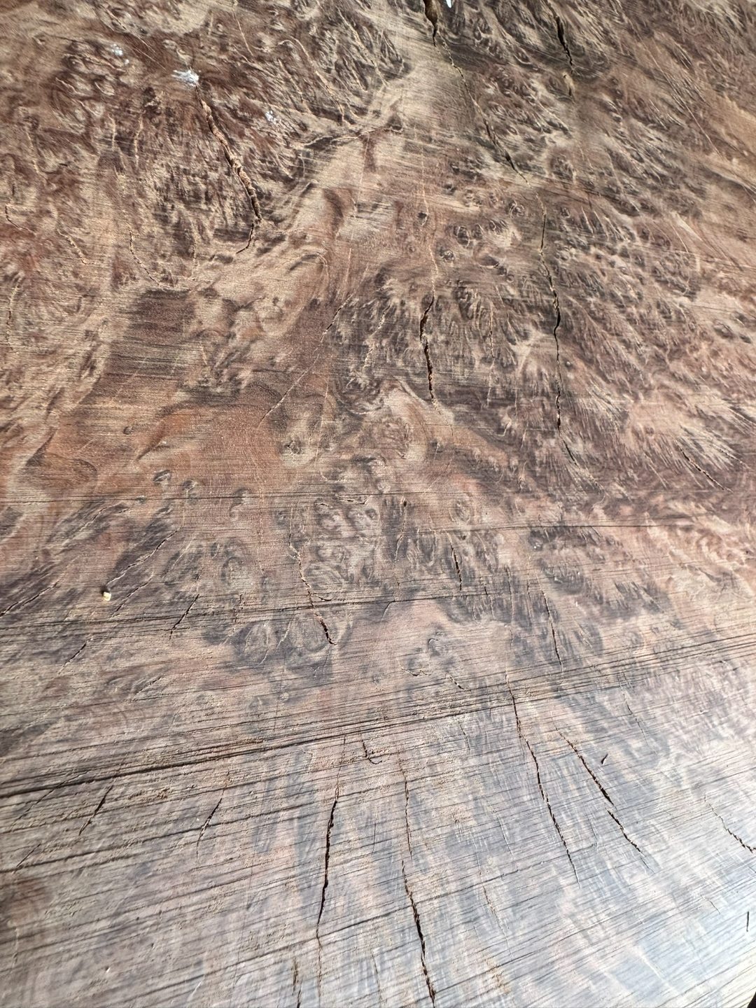 Cut vasticola burl chunk showing internal figure.