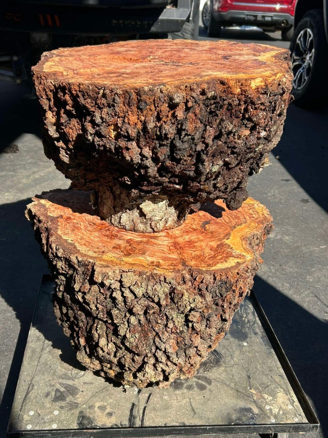 Vasticola burl slab, dry, in truck bed.