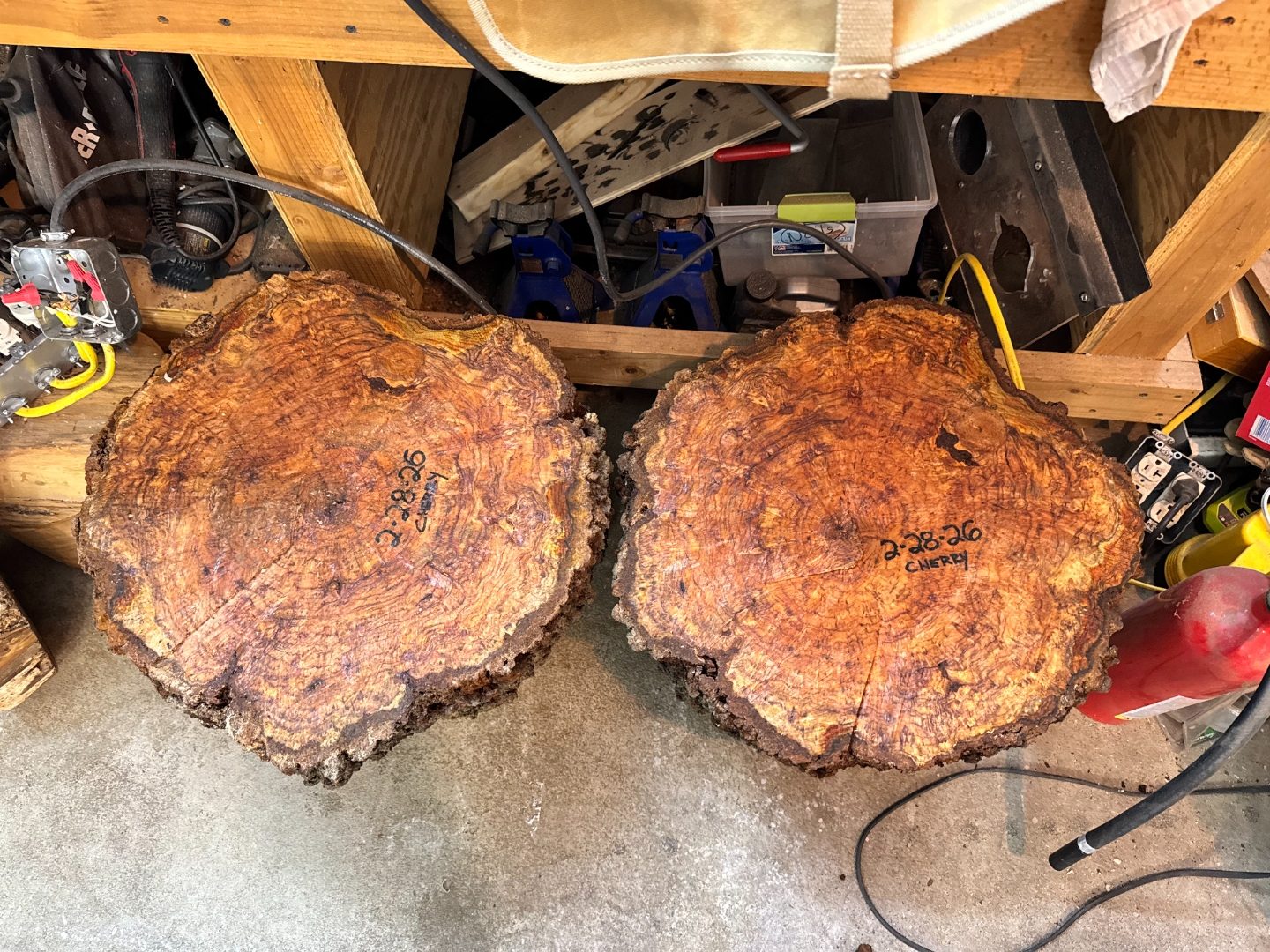 Vasticola burl slab on sawhorses, marked VA-484 24×13×4.