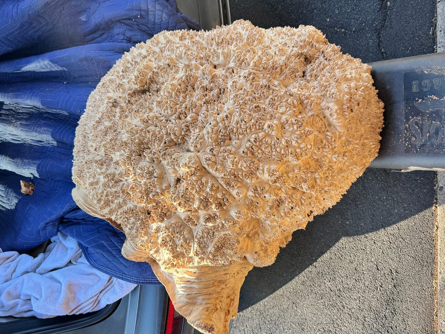 Vasticola burl slab wetted out, showing amber orange figure emerging.
