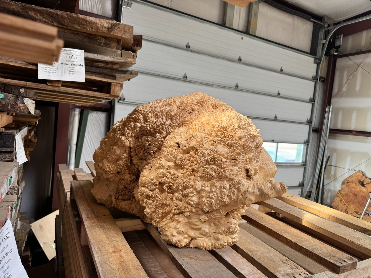 Vasticola burl slab wetted out, edge shot with molten orange color.