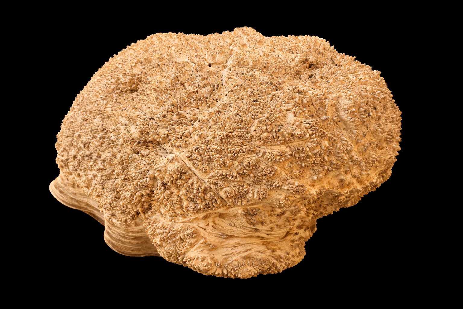 Vasticola burl cap, cauliflower-textured tan surface, on studio black.